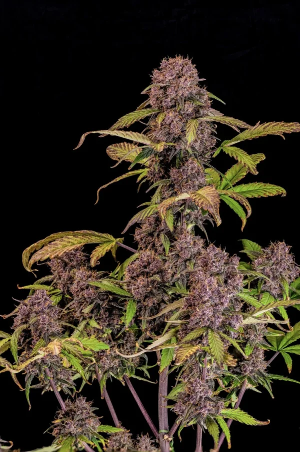 Lemon Cherry Cookies Auto™ - Imagem 2