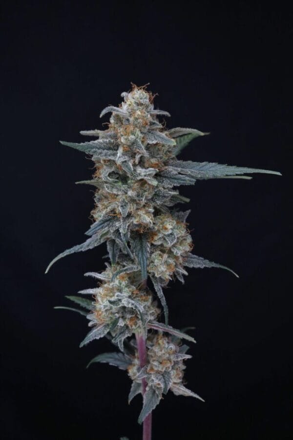 Minty Grape Kush - Imagem 2