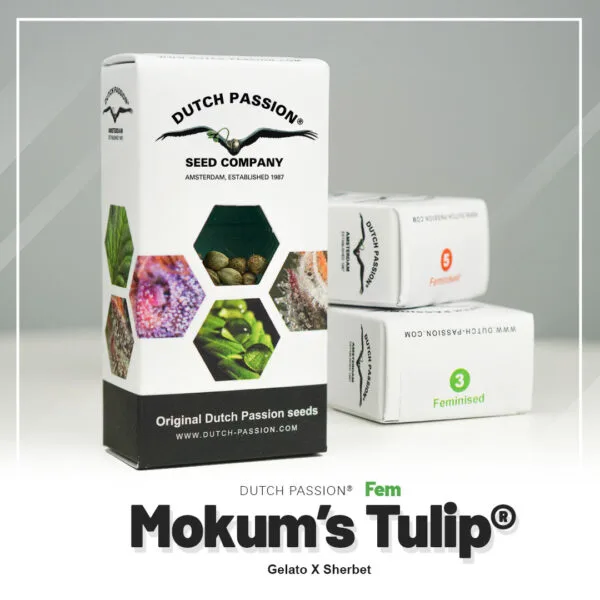 Mokum’s Tulip®