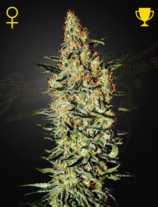 Neville's Haze - Imagem 2