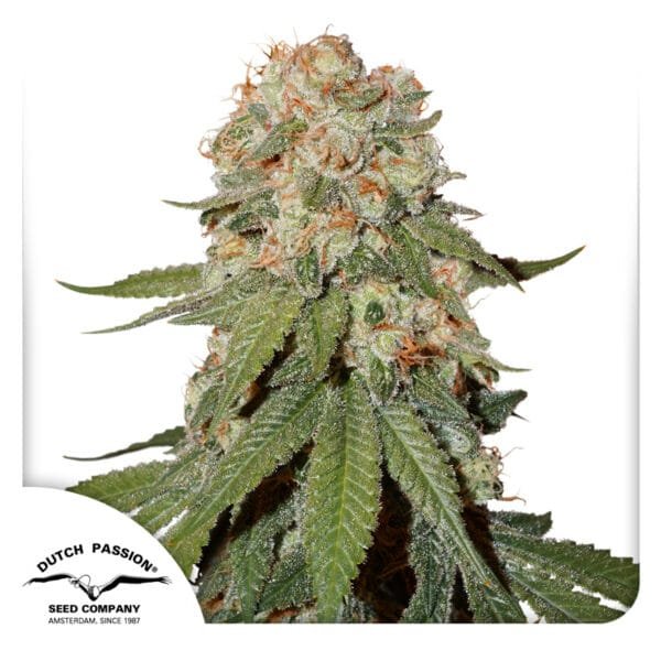 Orange Bud 2.0 - Imagem 2