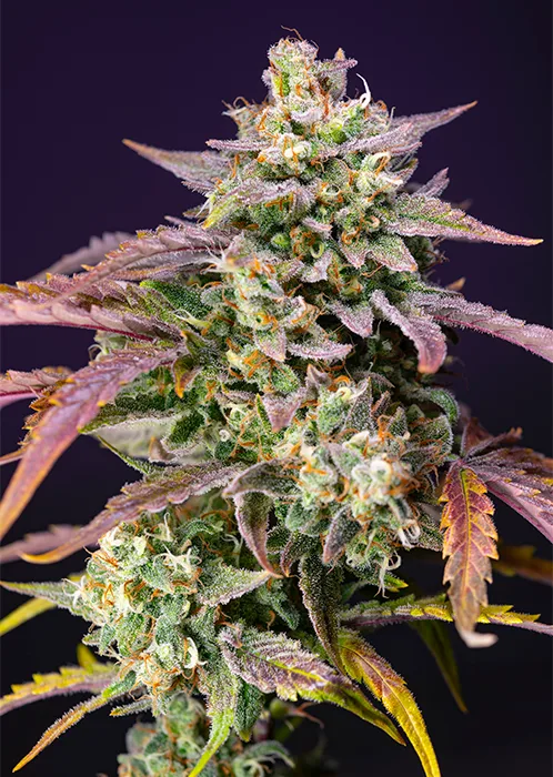 Purple Punch OG XL Auto® - Imagem 2