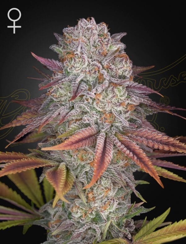 Pulp Friction - Imagem 2