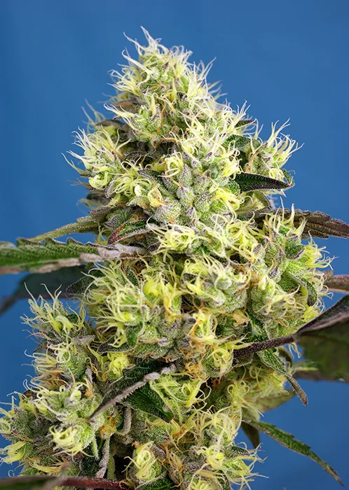 Sweet Gelato Auto® - Imagem 2
