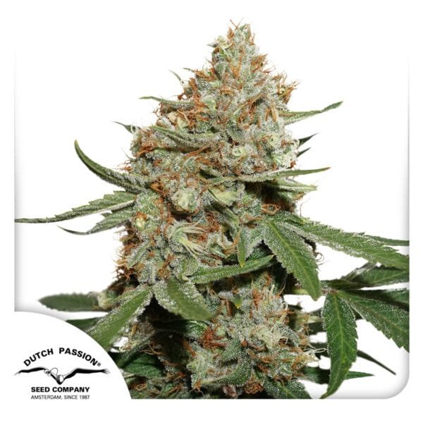Skunk #11® - Imagem 2