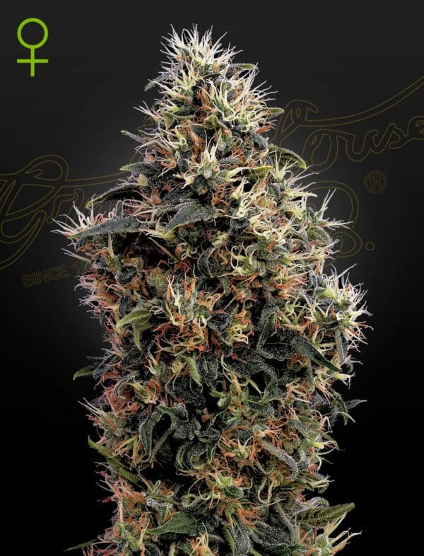 Sweet Mango Auto - Imagem 2