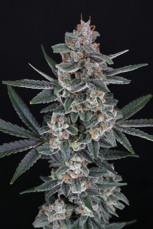 Tri-Whip Kush Auto - Imagem 2