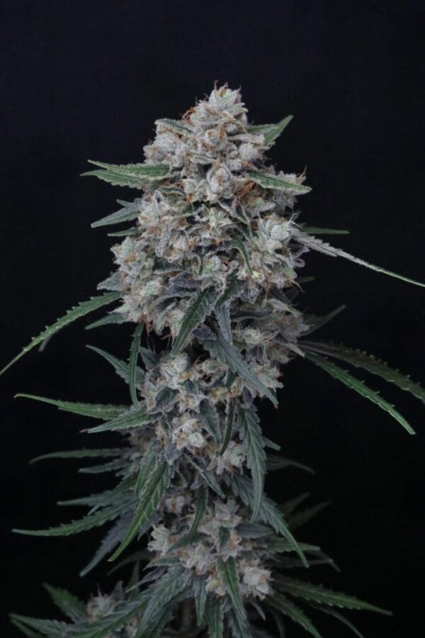 Whipped Runtz Auto - Imagem 2