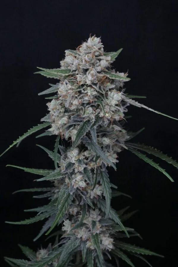 Whipped Runtz Auto - Imagem 2