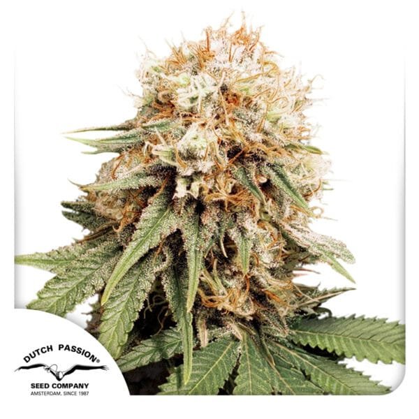 White Widow - Imagem 2