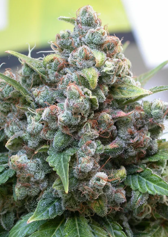 White Widow - Imagem 3