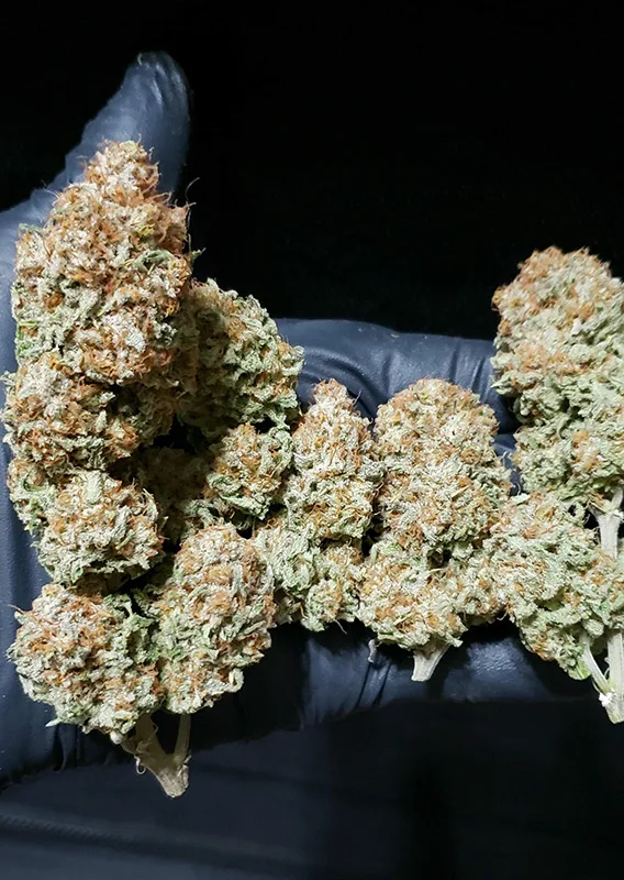 White Widow - Imagem 4
