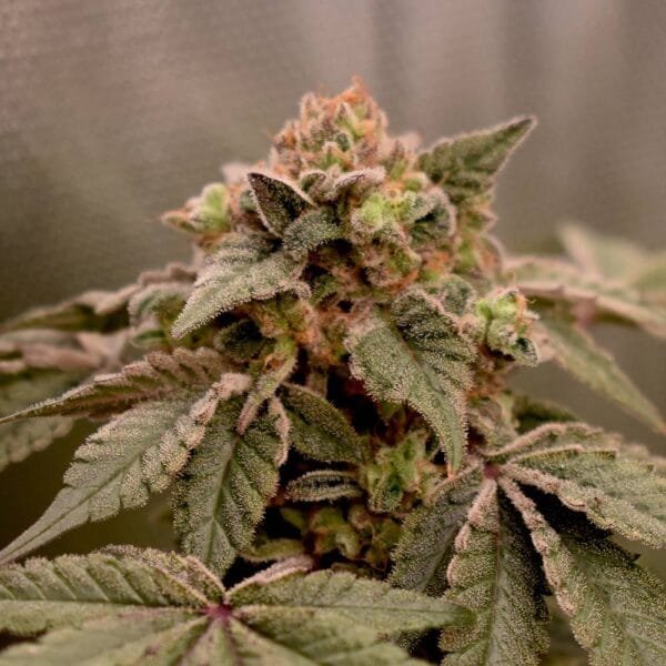 Banana Kush Mints - Imagem 2