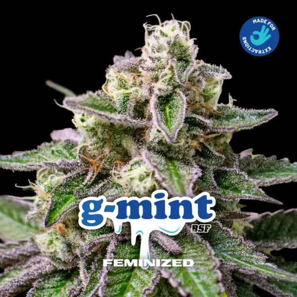 G-Mint - Imagem 3