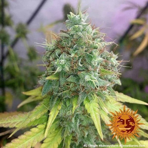 G13 Haze - Imagem 3