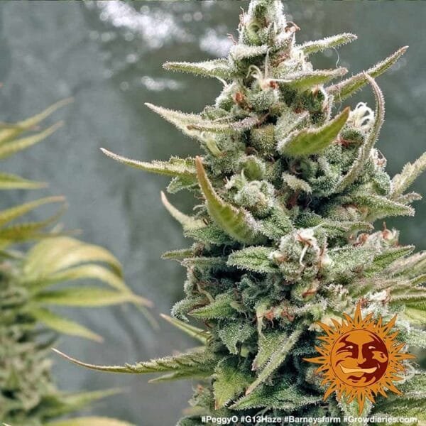 G13 Haze - Imagem 4