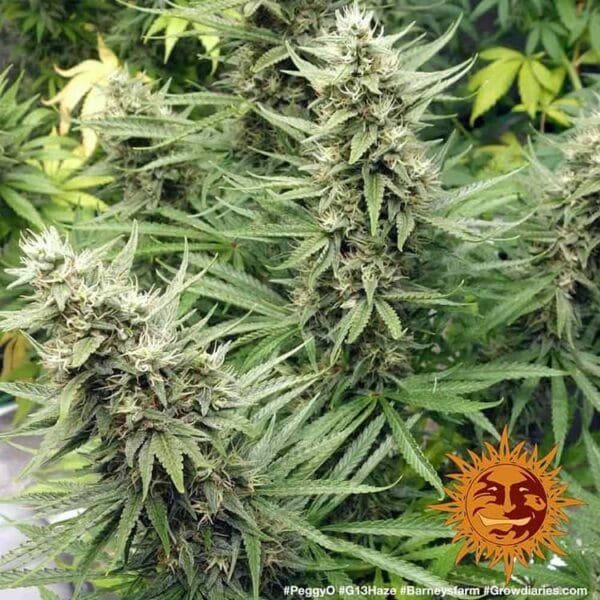 G13 Haze - Imagem 2