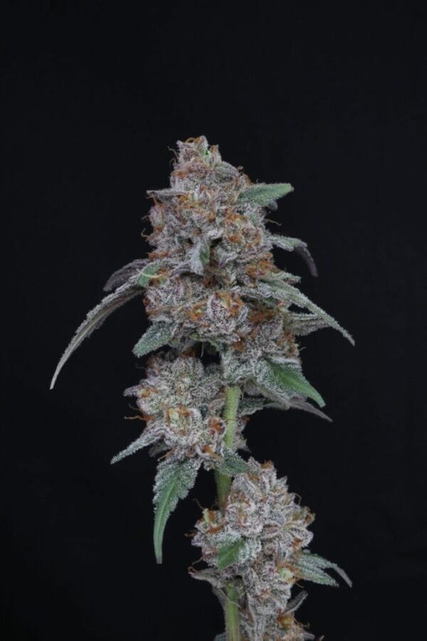 SherBacio OG Auto - Imagem 2