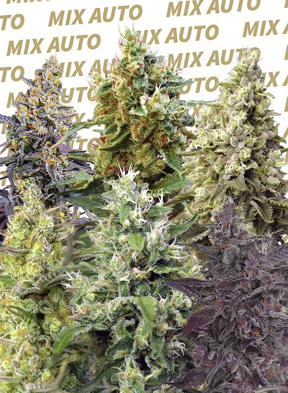 Sweet Mix Auto® - Imagem 2