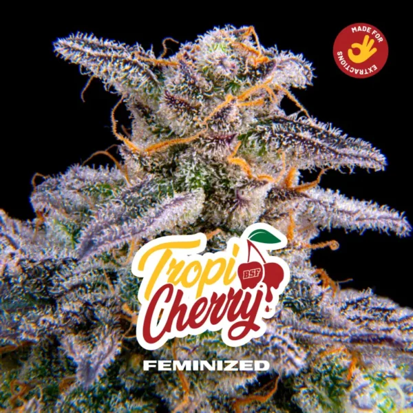 Tropicherry - Imagem 3
