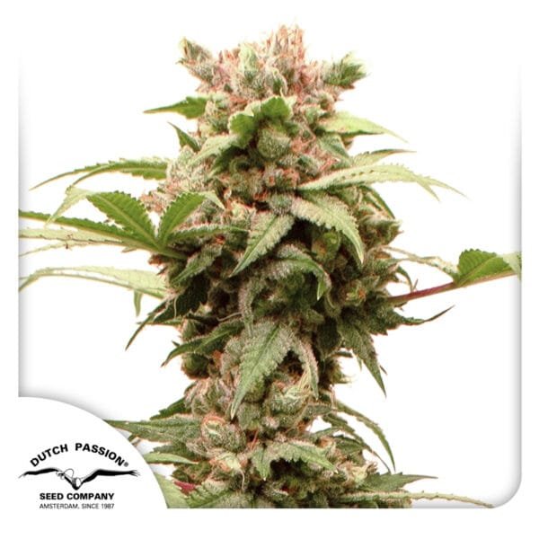 Auto CBG-Force® - Imagem 2