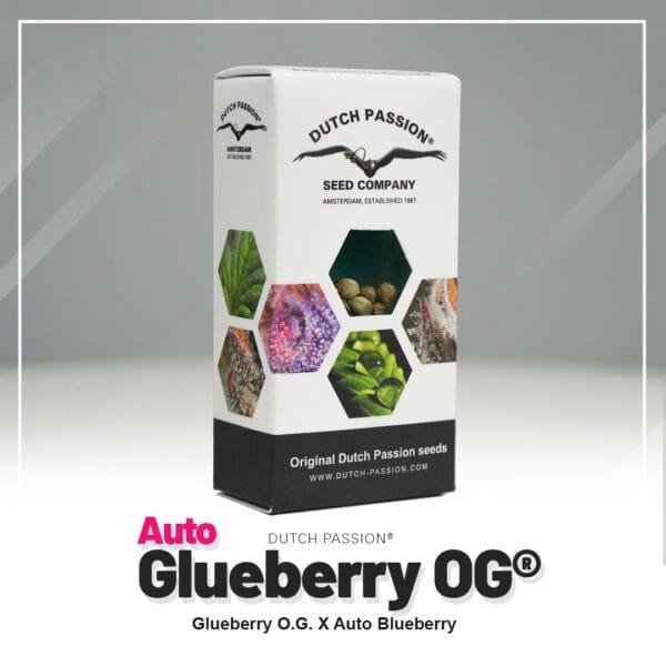 Auto Glueberry O.G.®