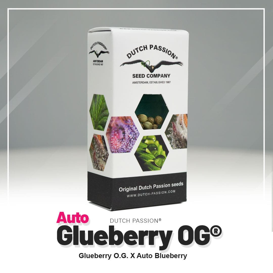 Auto Glueberry O.G.®