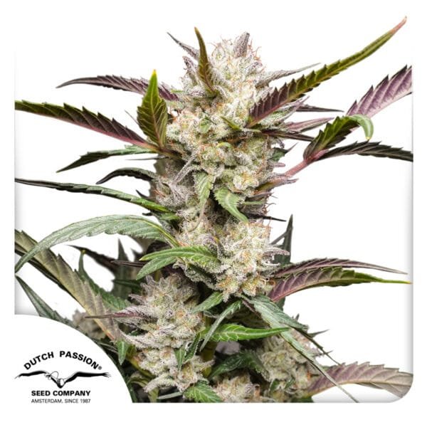 Auto Mimosa Punch - Imagem 3