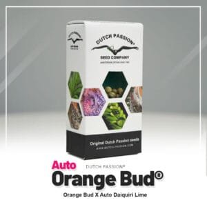 Auto Orange Bud®