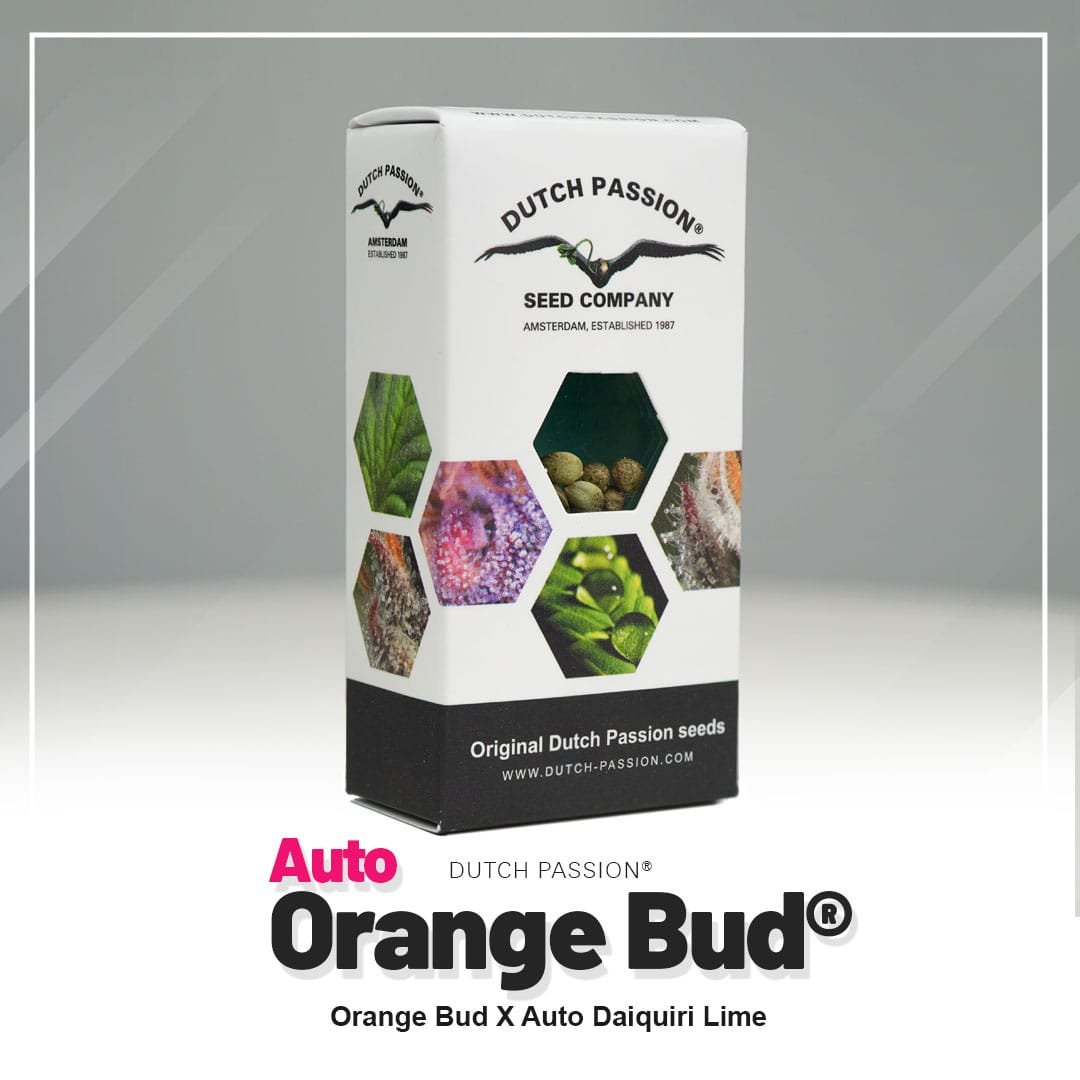 Auto Orange Bud®