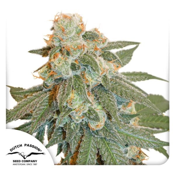 Auto Orange Bud® - Imagem 3