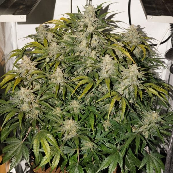 Auto SFV OG - Imagem 3