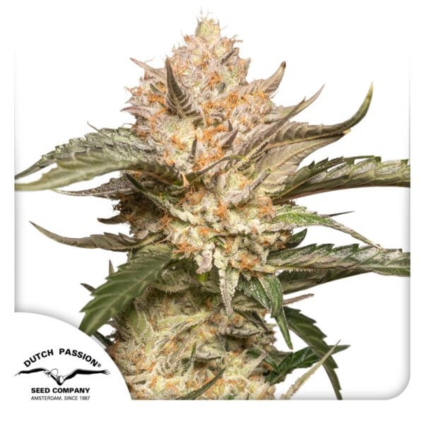 Auto Trichome & Cream - Imagem 2