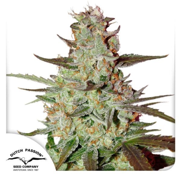 Blue Auto Mazar® - Imagem 2