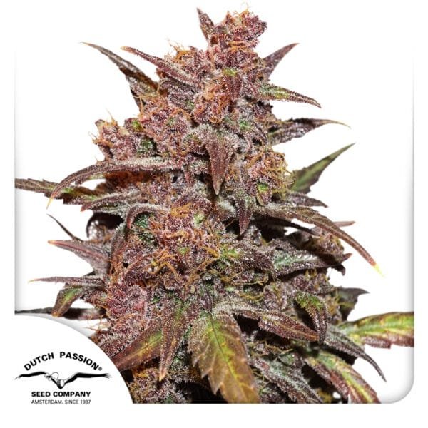 CBD Auto Blackberry Kush® - Imagem 2