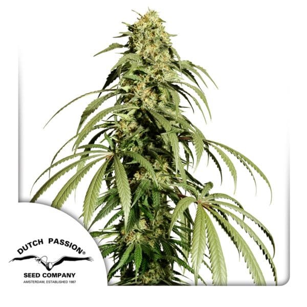 Ice Cream Haze - Imagem 2