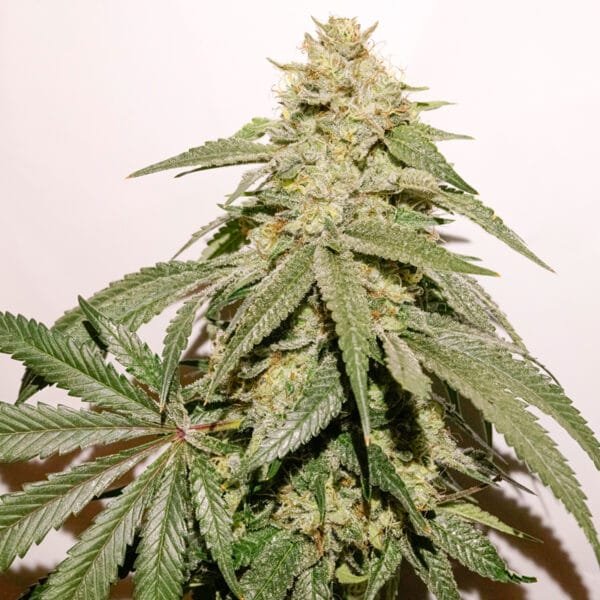 Ice Cream Haze - Imagem 3