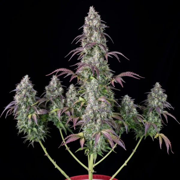 Lemon Pie Auto - Imagem 2
