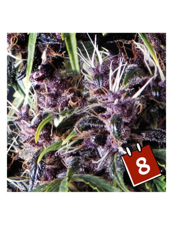 Auto Purple - Imagem 2