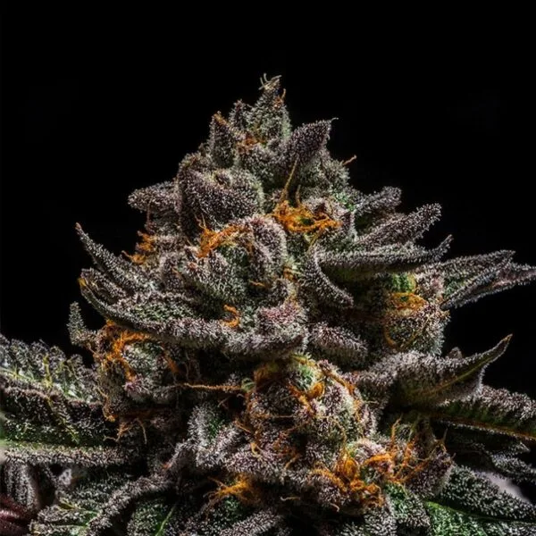 Brain Cake - Imagem 2