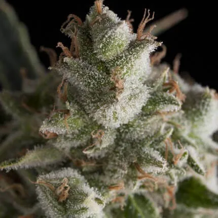 Fresh Candy - Imagem 2