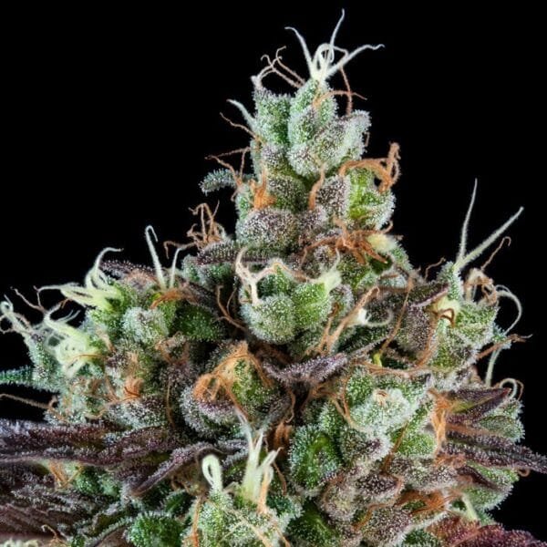 Sour Ripper - Imagem 2