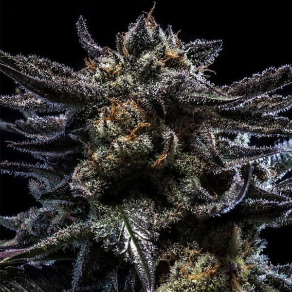 Zombie Kush Auto - Imagem 2