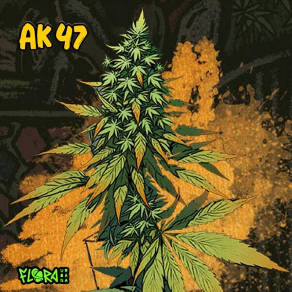AK 47 - Imagem 2