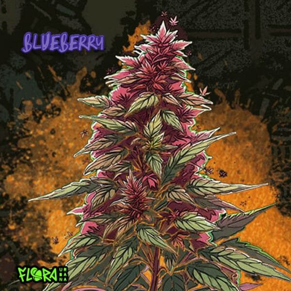 Blueberry Auto - Imagem 2