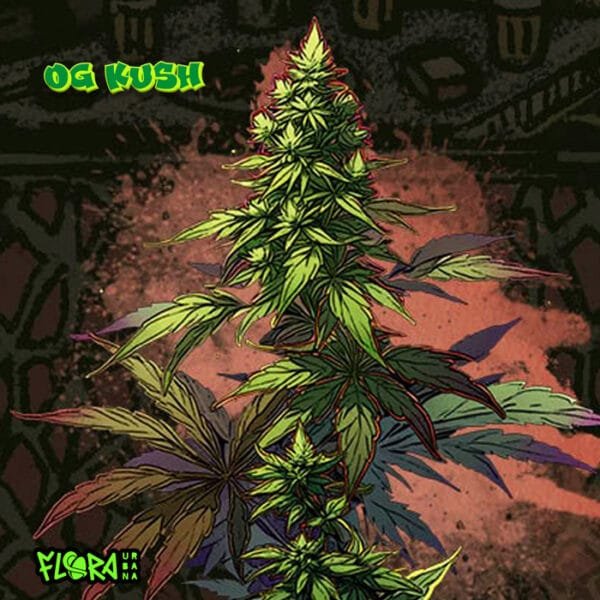 Og Kush Auto - Imagem 2