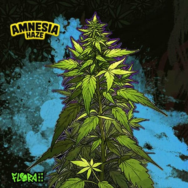 Amnesia Haze Auto - Imagem 2
