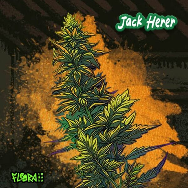 Jack Herer Auto - Imagem 2