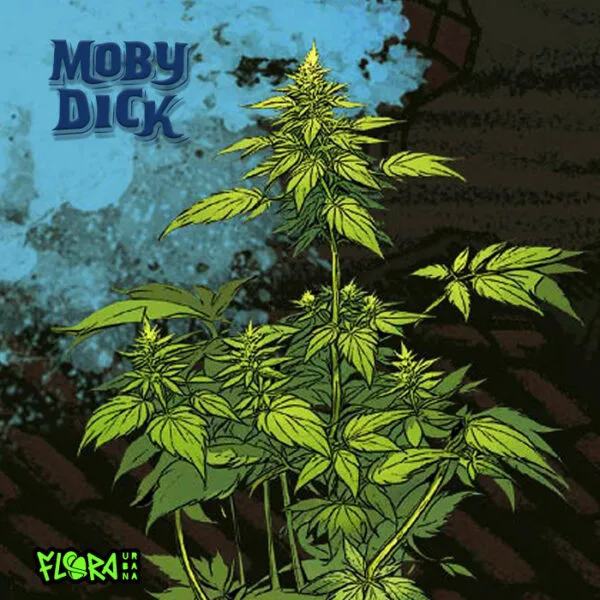 Moby Dick Auto - Imagem 2