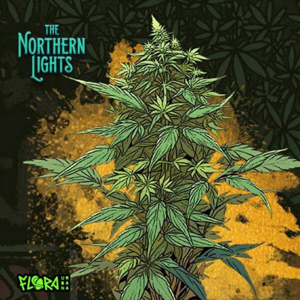 The Northern Lights Auto - Imagem 2